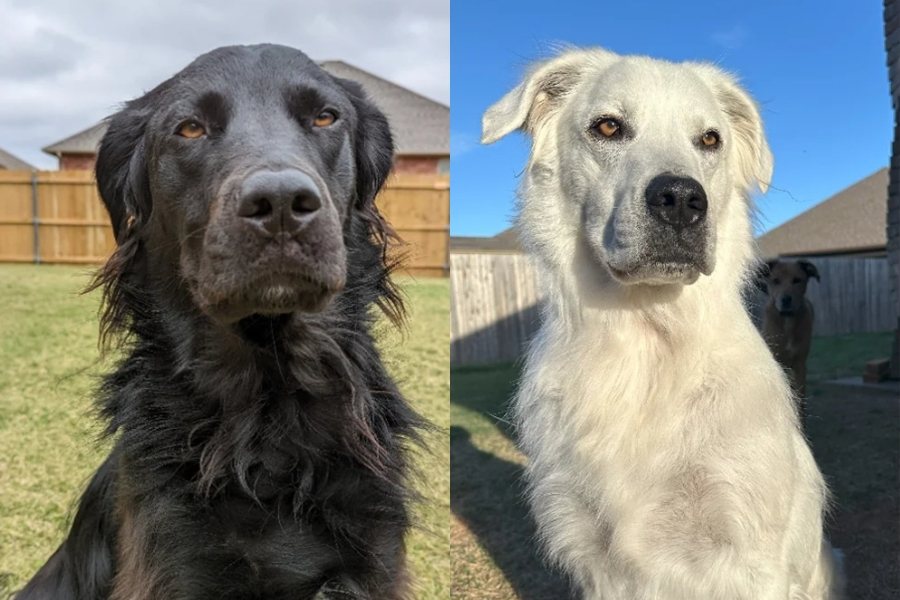 原PO表示自己只養了一隻狗，照片中的黑狗以及白狗其實都是同一隻。圖擷自reddit