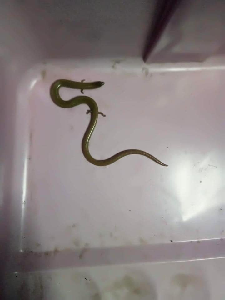 泰國一名網友發現一條「長腳的蛇」，真實身分其實是石龍子。圖擷自臉書社團นี่ตัวอะไร