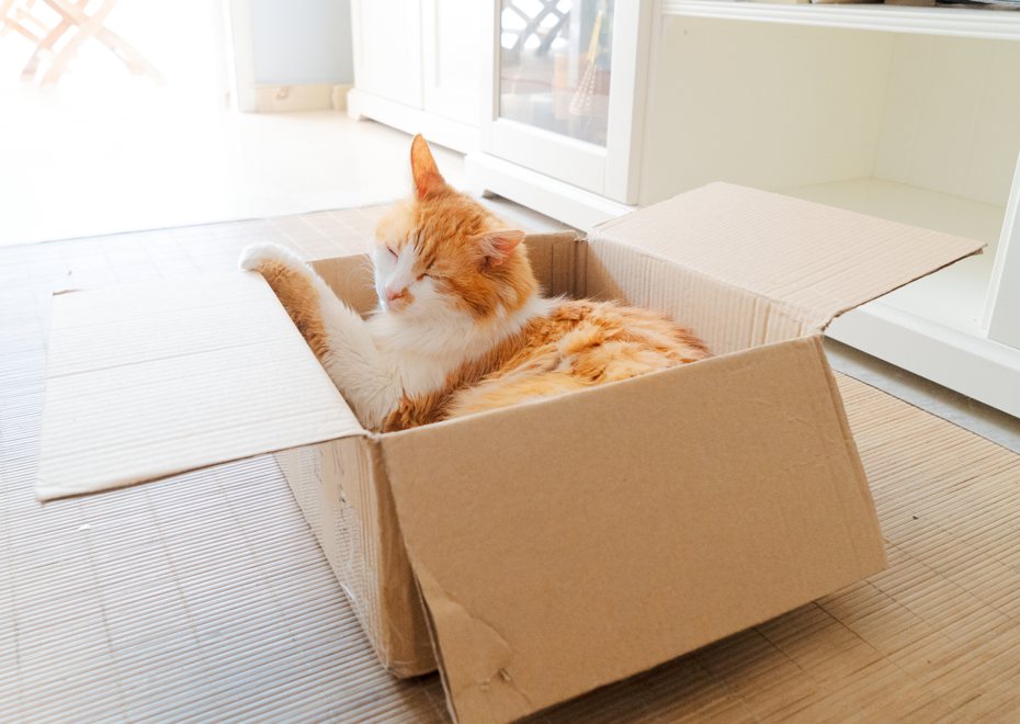 人類往往喜歡住在寬敞一點的房子，但貓咪更喜歡和自己身體尺寸差不多的箱子，全身塞好塞滿才更有安全感。 ingimage示意圖
