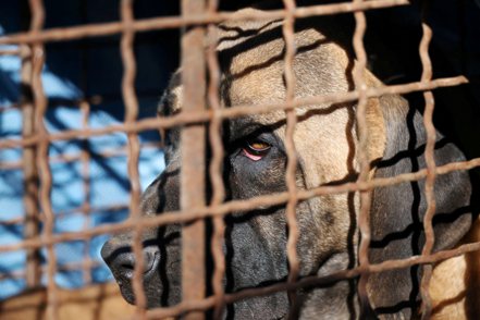 南韓稍早驚傳逾70隻猛犬逃出犬舍，區公所隨後證實誤發警報，逃出的僅是2隻繁殖犬。路透