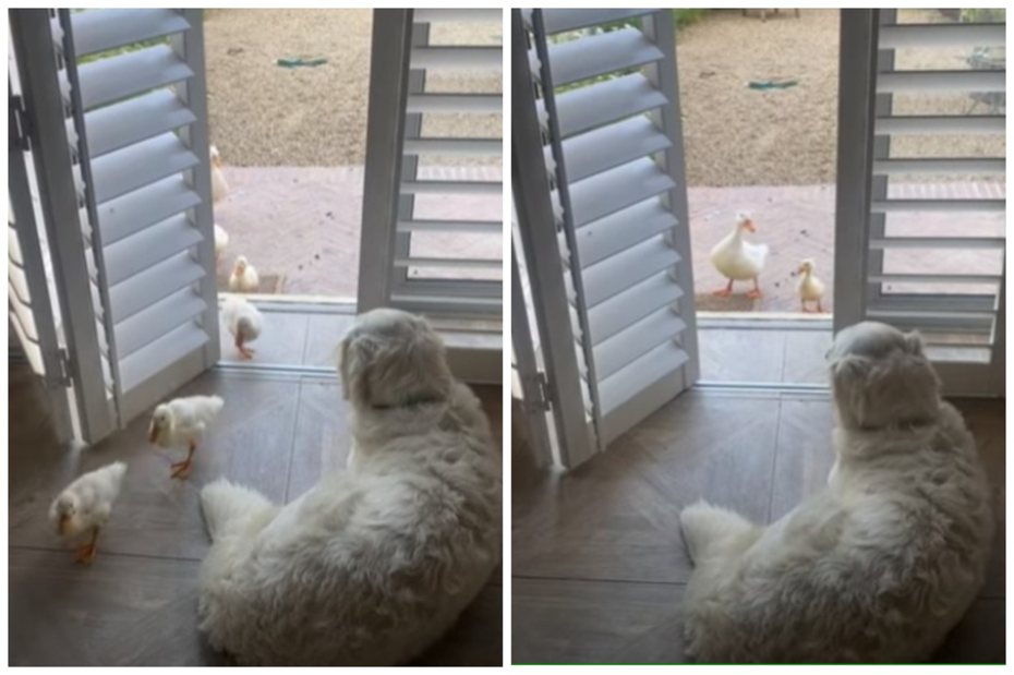 黃金獵犬眼睜睜看鴨子亂入家裡。圖取自youtube