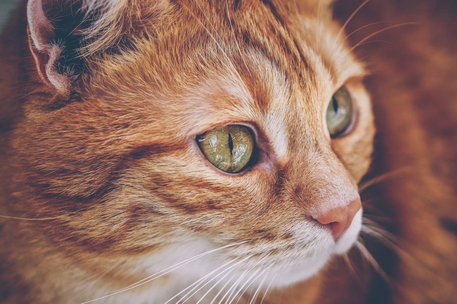貓咪的眼睛就跟閃亮的寶石一樣，具有不同的顏色令人驚艷，而根據日本寵物作家分享，據說從貓咪的眼睛顏色可以看出貓咪的個性。 ingimage示意圖