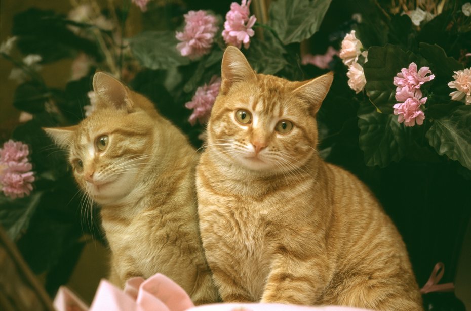 母親節即將來臨，許多人都想準備康乃馨花束送給媽媽，但家裡有養貓的飼主要注意，貓咪若誤食康乃馨可能產生嚴重的中毒反應。
 ingimage示意圖