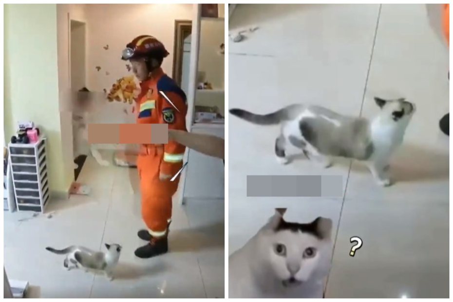 小蛇跑進屋內，屋主要貓帶消防員去找。圖取自微博