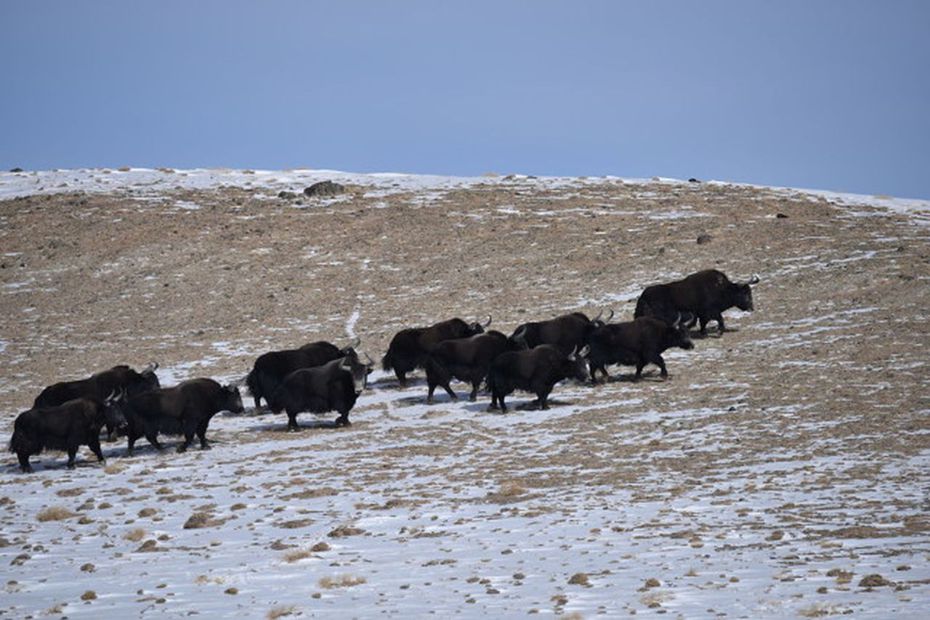 野犛牛是中國一級重點保護野生動物，為青藏高原特有物種。(取材自紅星新聞)