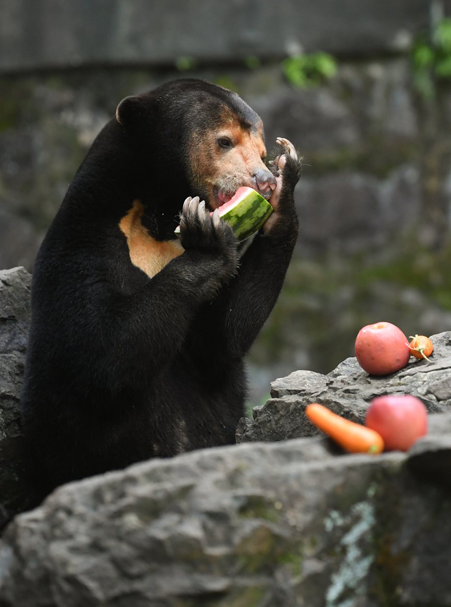 杭州動物園「人氣」馬來熊舉止酷似人類走紅，圖為牠正在享用水果。 （新華社）