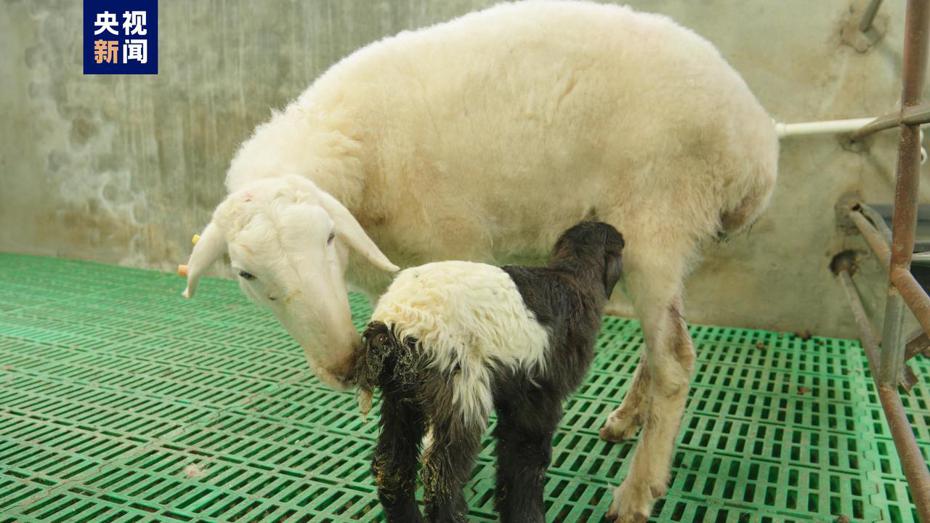中國首例「克隆藏羊」（前）在青海順利出生。（取材自央視新聞）