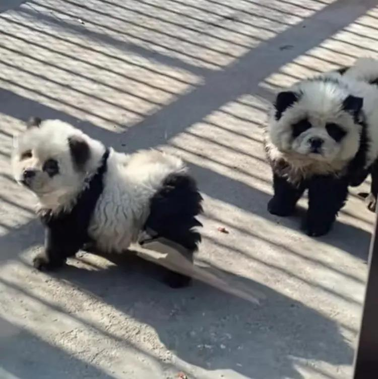 泰州動物園的「熊貓犬」吸引眾多遊客，但牠們其實是鬆獅犬。(影片截圖)