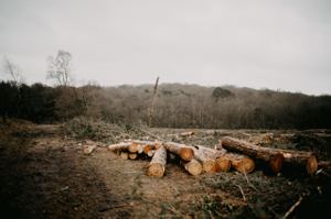 對森林食言…毀林比例增加 全球領袖宣誓2030停止砍伐難兌現