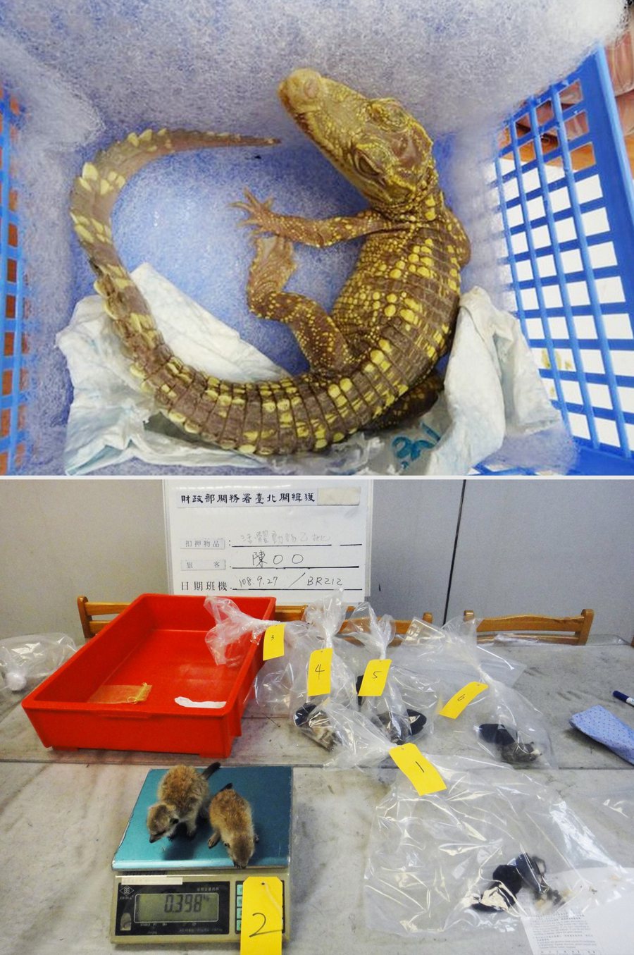 關務署台北關曾查獲走私的鱷魚，以及在運送中死亡的鼠隻。
