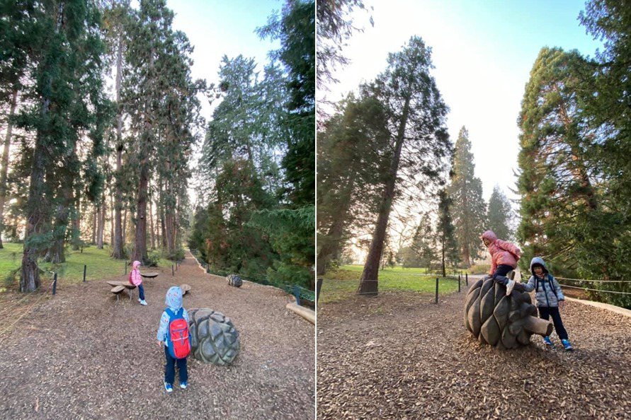 松樹森林有一些大型松果的裝置，可以給孩子爬。 圖／作者提供