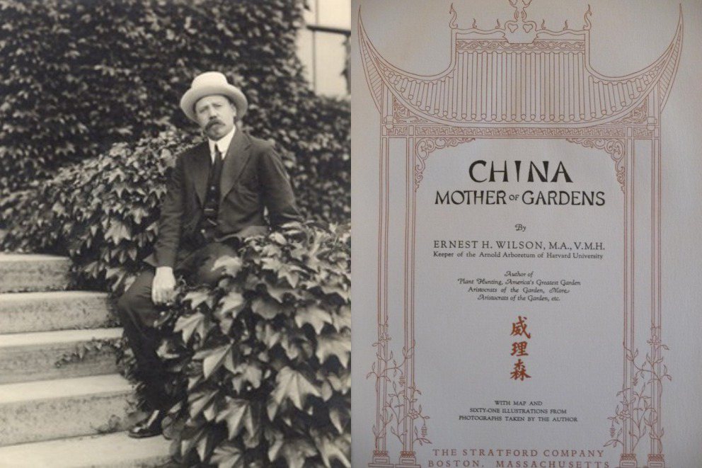 威理森1906年被哈佛大學的阿諾德植物園挖角，派往中國、日本等地尋找新物種；威理森曾出版的《China-Mother of Gardens》一書。 圖／取自Arnold Arboretum；林試所提供