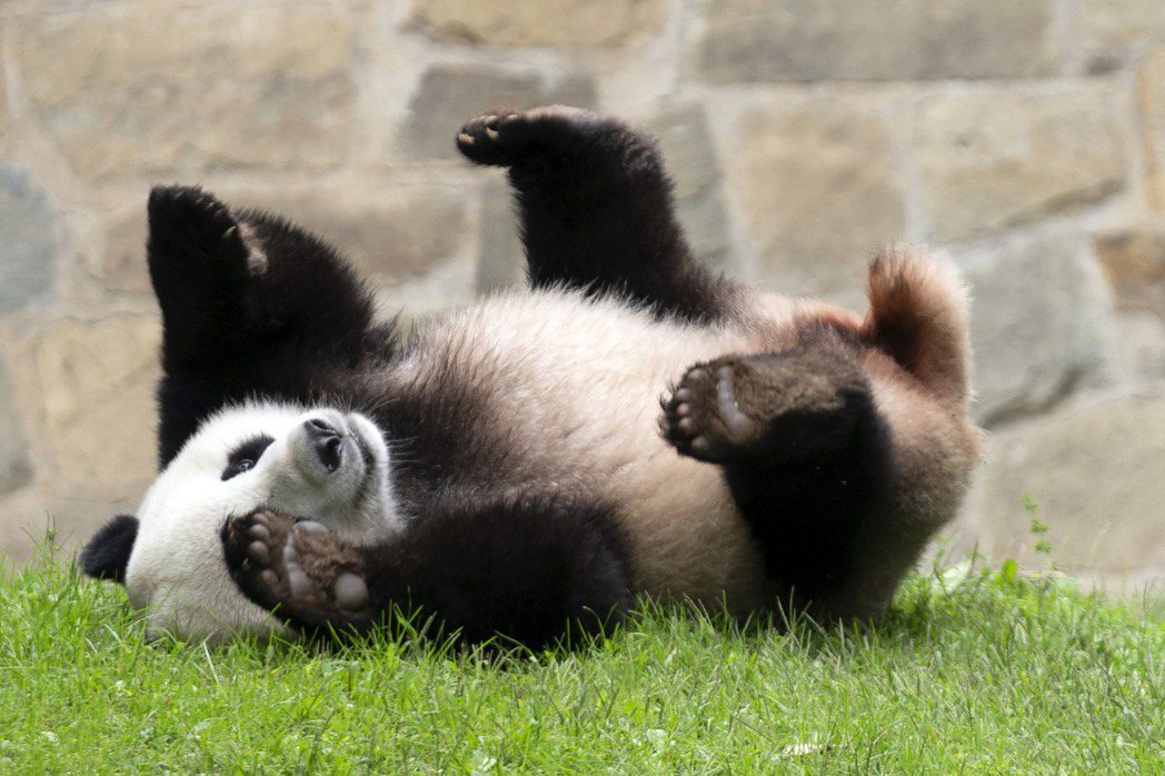 美國國家動物園熊貓「小奇蹟」12月將與父母一起返回中國。 圖／美聯社