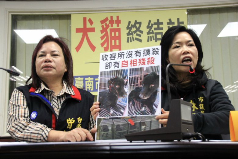 台南市議員曾培雅、林美燕召開記者會，說明收容所內犬隻互相傷害的情況。 圖／聯合報系