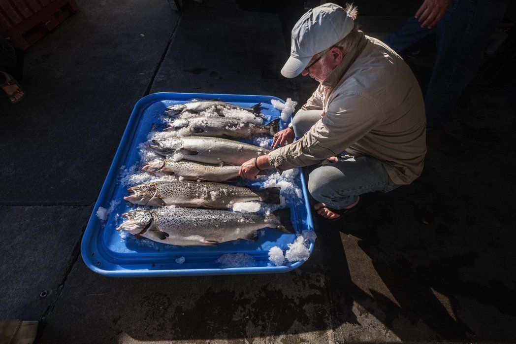 養殖鮭魚深受海蝨問題所擾。美聯社