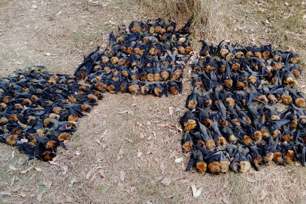 南半球的澳洲現正遭遇熱浪來襲，飆出了79年來最高溫的紀錄，其中坎貝爾鎮高達攝氏45度的氣溫，已造成數百隻狐蝠死亡。 圖／坎貝爾鎮野生動物保護組織FB