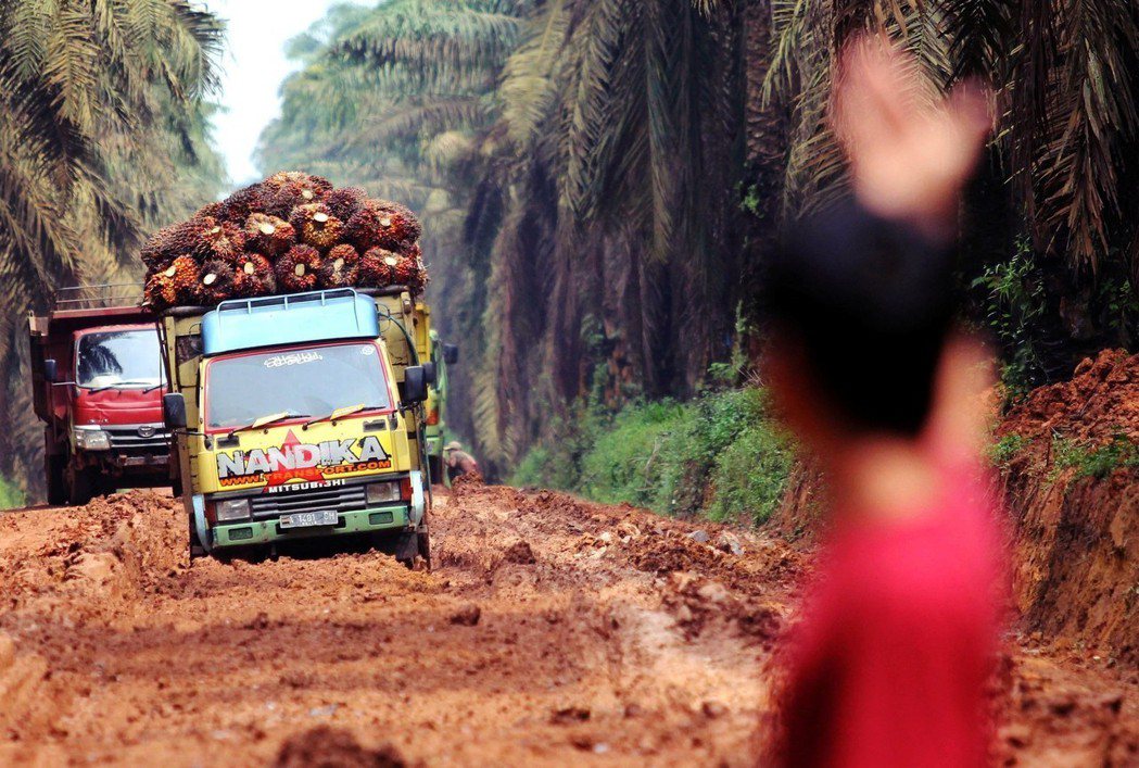 2000年到2011年之間，東南亞每年約有27萬公頃的熱帶雨林被砍伐轉種植油棕。...