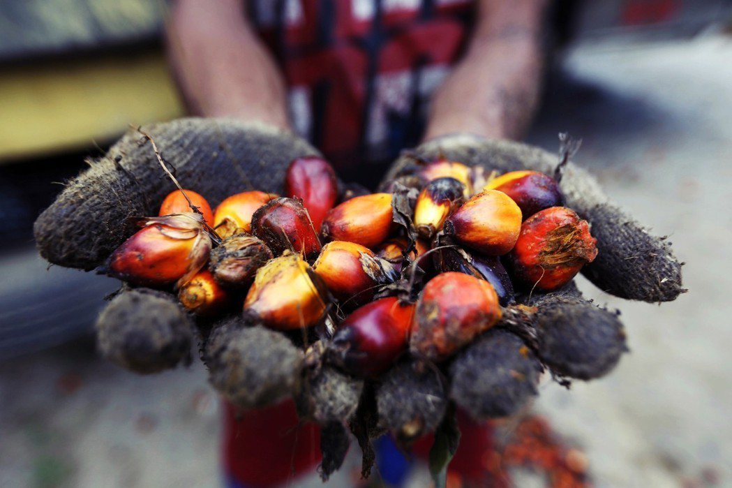從油棕果肉提煉出的「棕櫚油」，是目前全球最廣泛使用的植物油；從果核提煉出的「棕櫚...