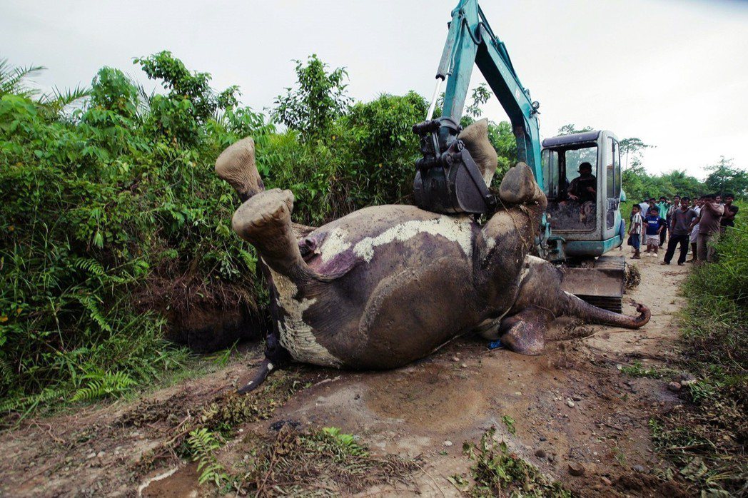 大規模的油棕開發，讓許多東南亞雨林的原生物種，棲地皆遭破壞，生存受到嚴重威脅。圖...
