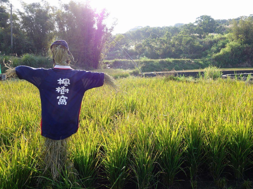 楓樹窩石虎米採無毒栽種，希望能喚回農田生機。 圖／余建勳提供