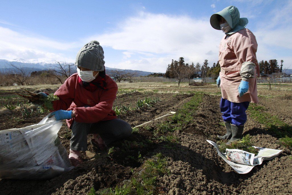 有人說：「日本的農業若是沒有實習生就無法維持，不雇用實習生，全靠自己的力量運作的農家已經成為少數了。」 圖／美聯社