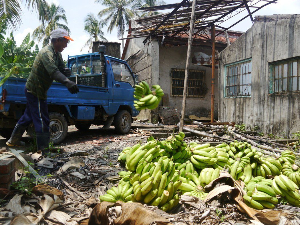 蕉農將「處理」過的香蕉載回蕉園當堆肥。記者徐白櫻／攝影