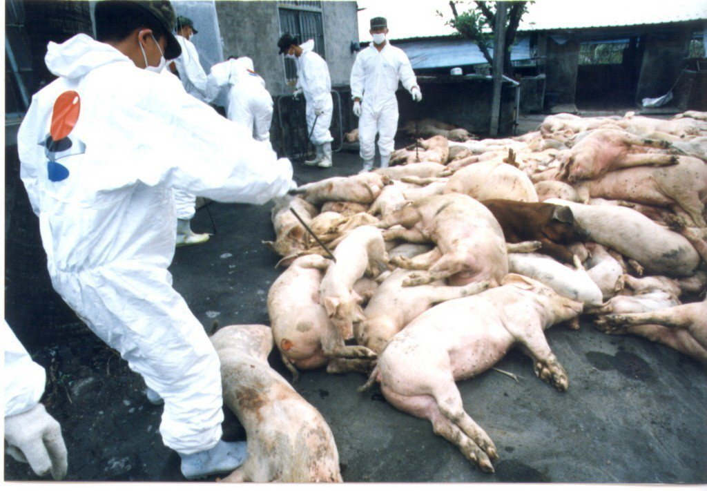 1997年口蹄疫爆發，圖為當年屏東一養豬場慘況。 圖／聯合報系資料照