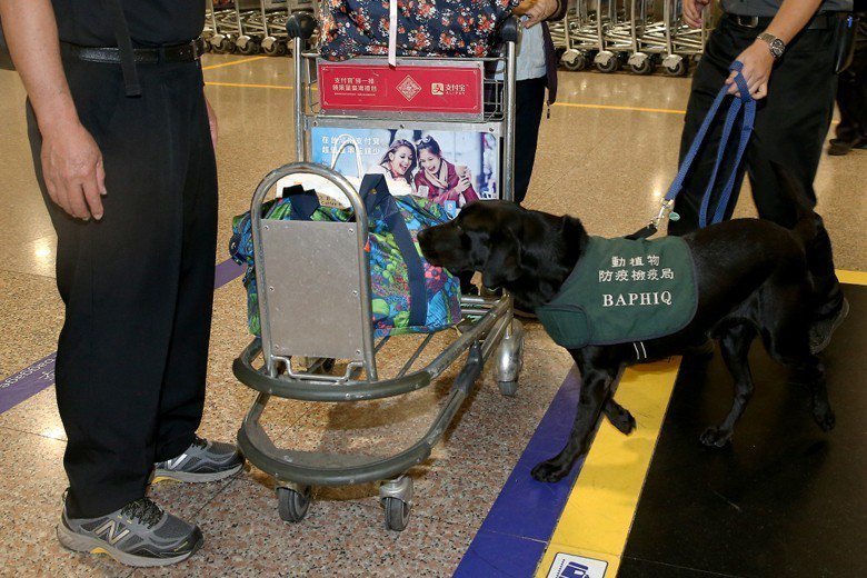 圖為桃園機場防疫犬執行防疫檢查作業。 圖／聯合報系資料照