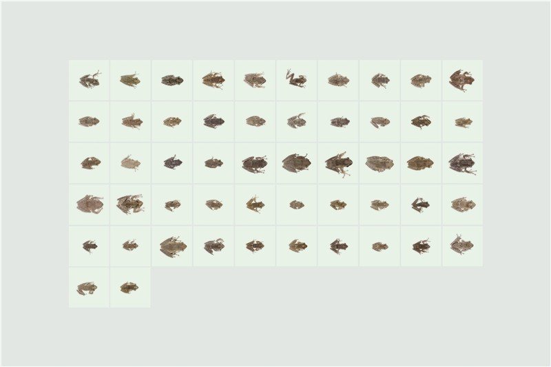 趙仁輝作品，〈在一夜之間捕捉到的斑腿樹蛙〉。 圖／截自臺北美術館官網