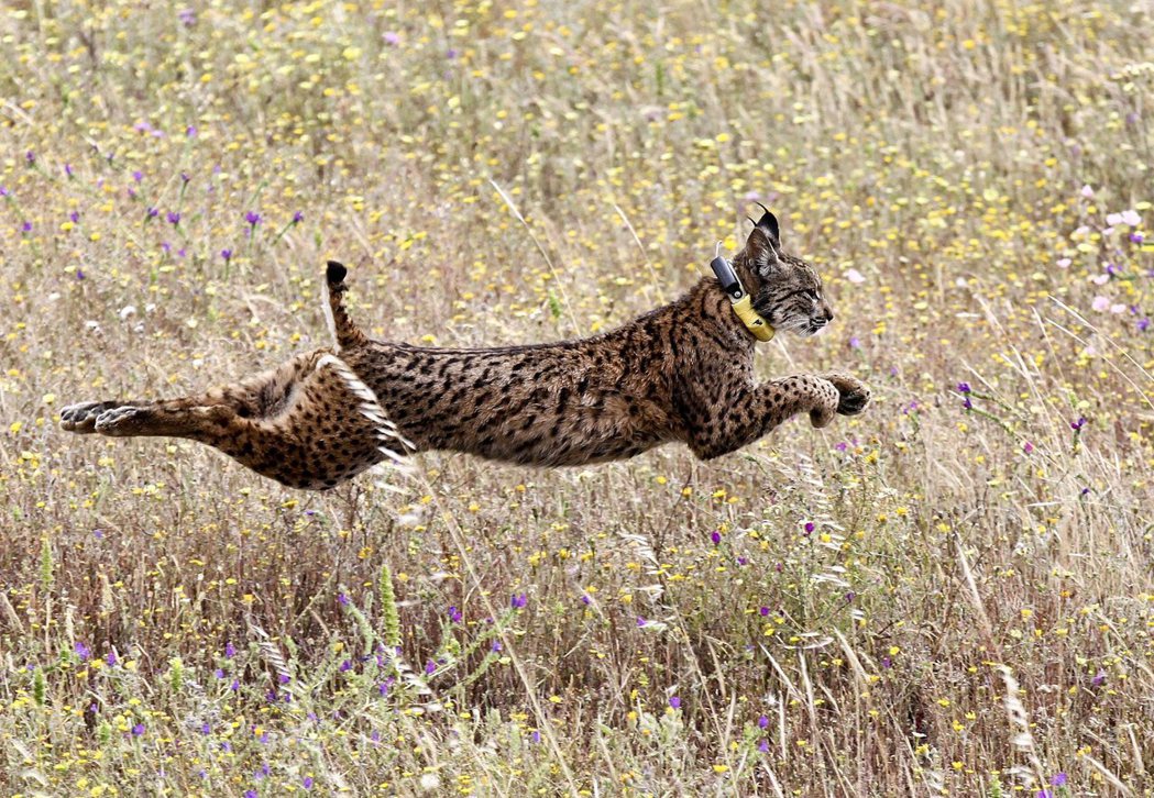伊比利猞猁（Iberian lynx）。 圖／歐新社