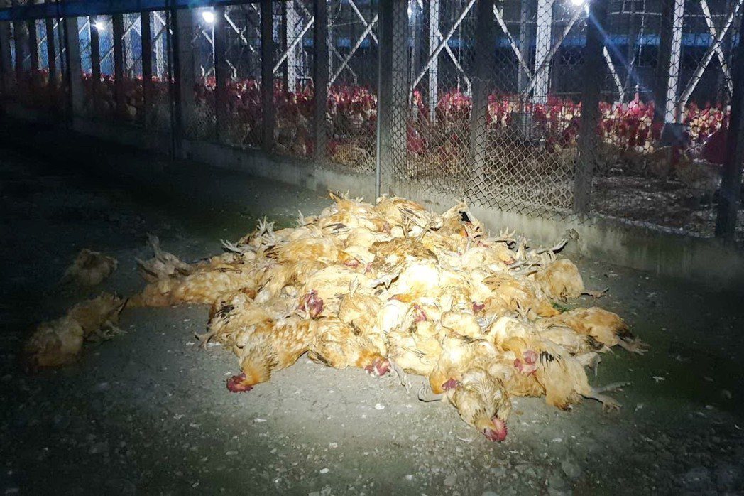 除夕夜有人施放煙火迎春，卻造成鄰近養雞場大批隻雞被嚇死。 圖／聯合報系資料照