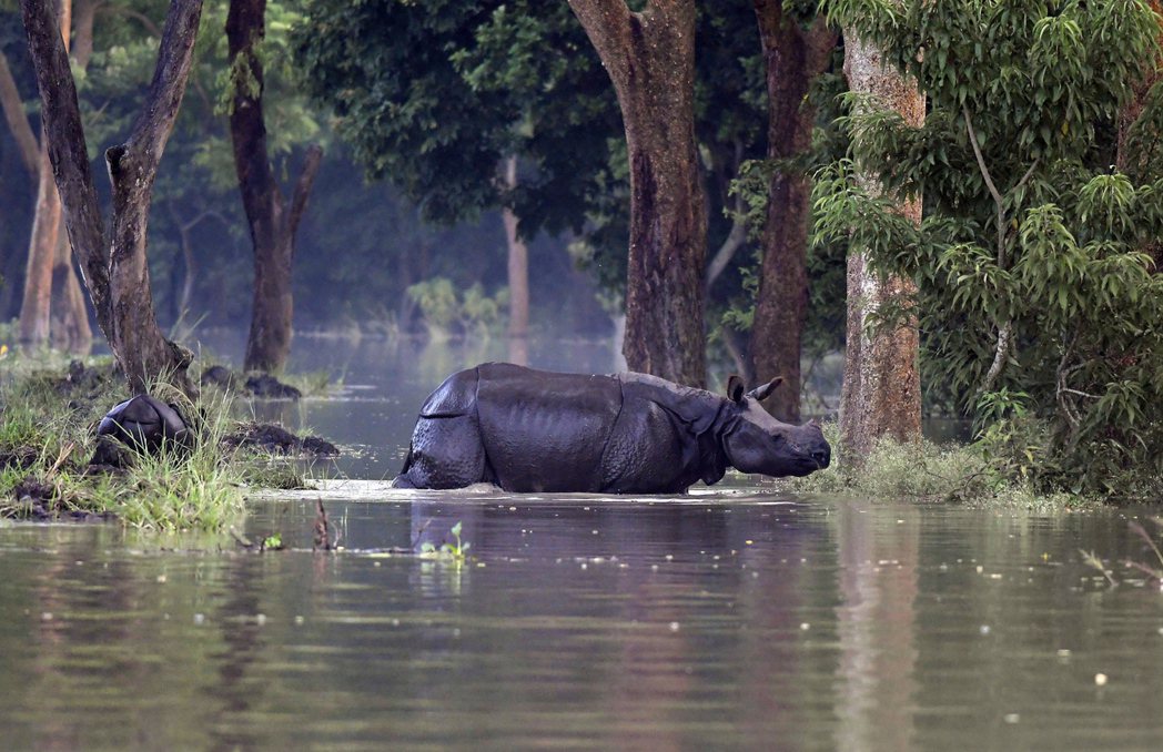 野生動物也與人類一樣遭受水災之害。圖為印度阿薩姆邦森林的印度犀牛。印度犀牛主要分...
