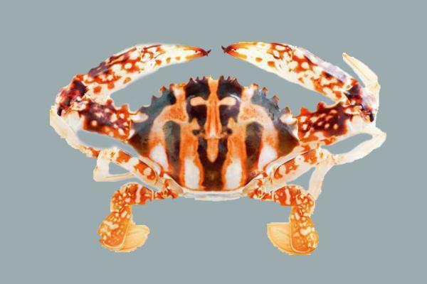 老饕最愛八種螃蟹 一次教你如何挑蟹 吃蟹秘訣 聰明飲食 養生 元氣網