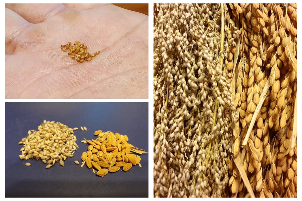 油芒和稻穀的比較，油芒穀粒小，口感較米粒韌硬。