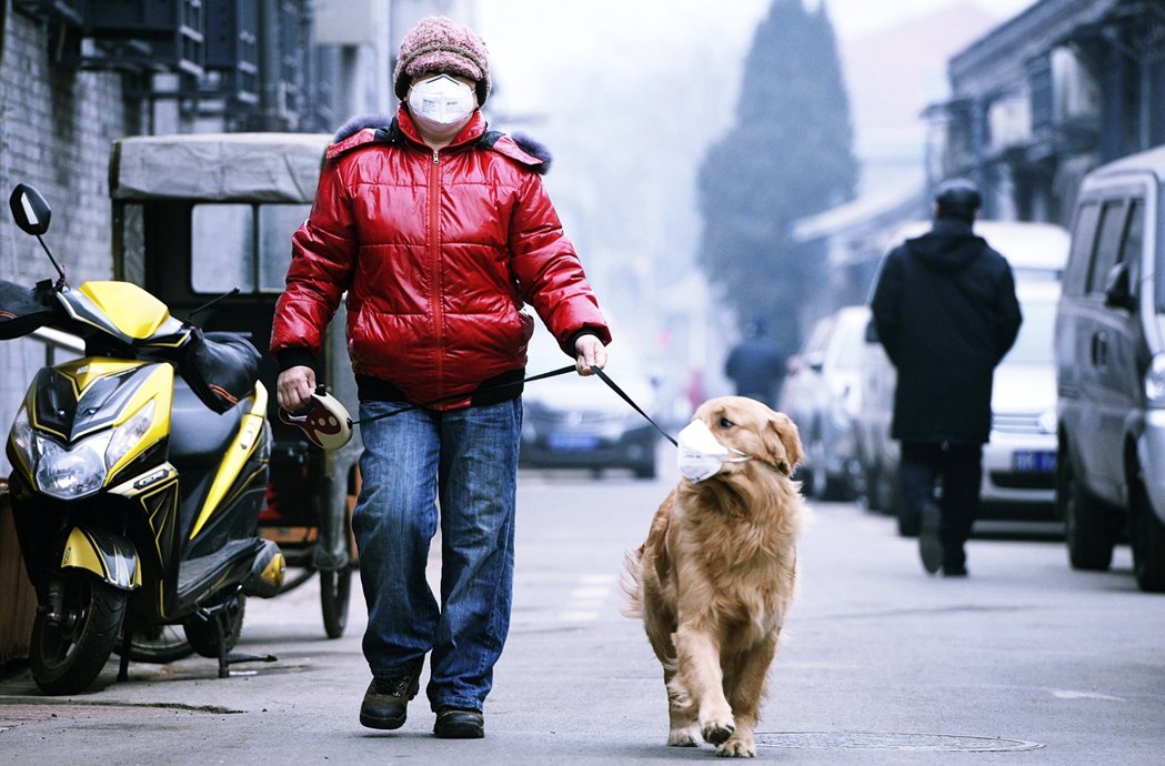 在街上遛大型犬的北京居民。其實最早1994年就有《北京市嚴格限制養犬規定》，當中...