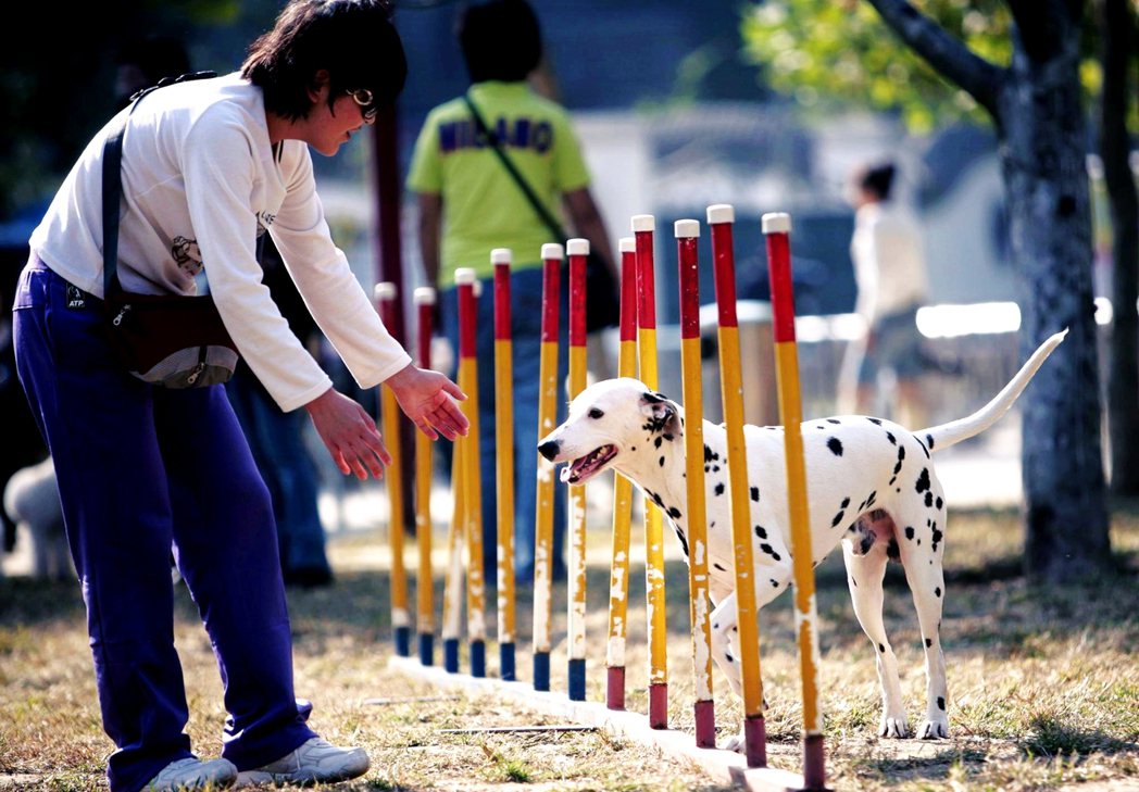 圖為在北京某處的公園。2003年《北京市養犬管理規定》，明載養狗必須繳納管理費（...