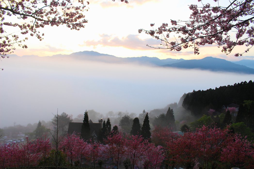 新竹縣五峰鄉賞櫻熱點山上人家森林農場，還能觀雲海。 圖／張雅婷 攝影