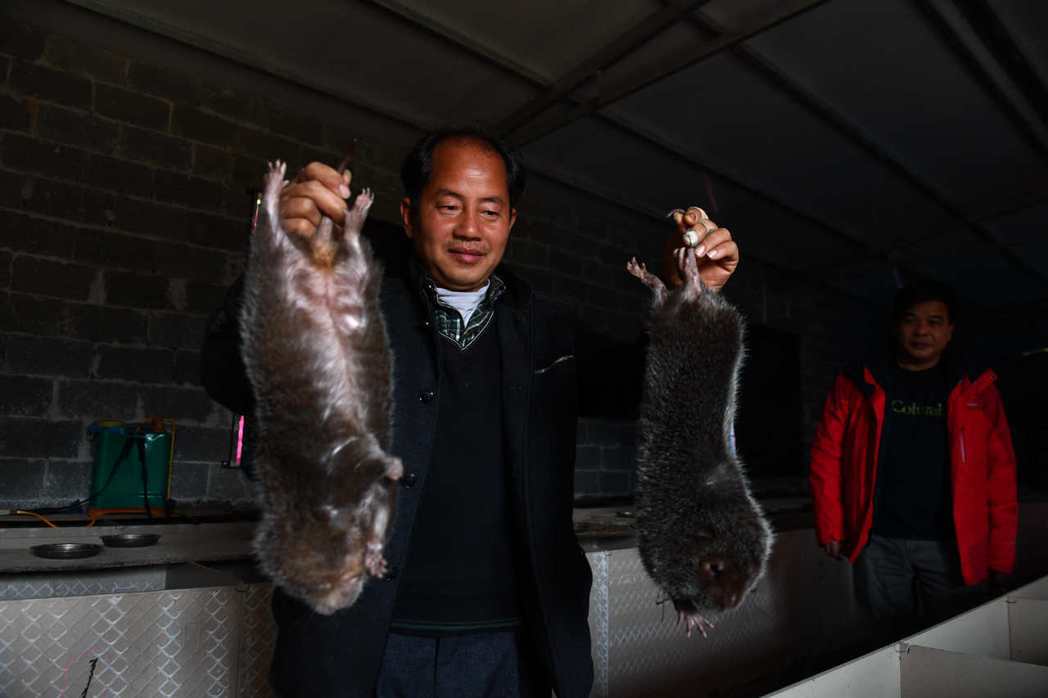 根據《中國新聞網》，廣西竹鼠養殖戶裡近2成都是貧窮人家。 圖／新華社