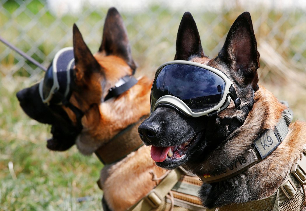 圖為德國接受訓練的軍犬。 圖／路透社