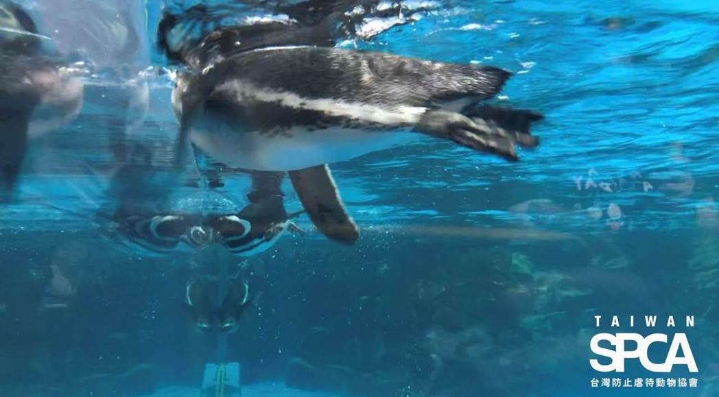 麥哲倫企鵝不斷游向玻璃，顯得焦慮躁動。台灣防止虐待動物協會提供。