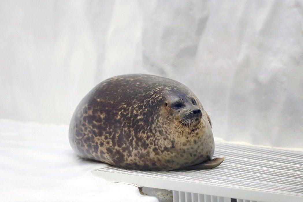  圖／大阪海遊館的明星海豹Yuki（環斑海豹）