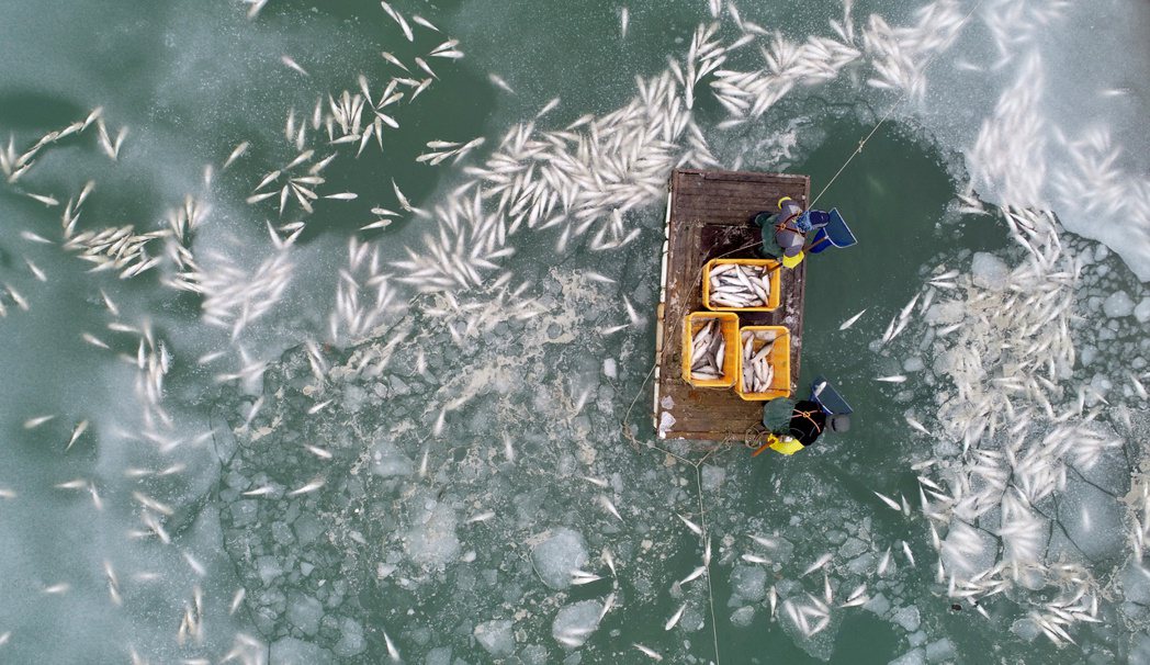 「因為河面結冰...魚都死光了！」一名從事烏魚養殖的業者向《韓聯社》表示。圖為大...