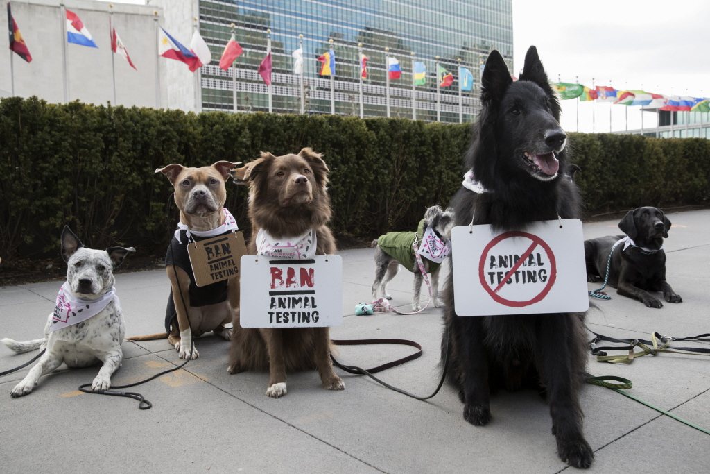 圖為2018年美國一起反對化妝品使用動物實驗的抗爭活動，其中示威者在狗身上掛上反對標語。 圖／美聯社
