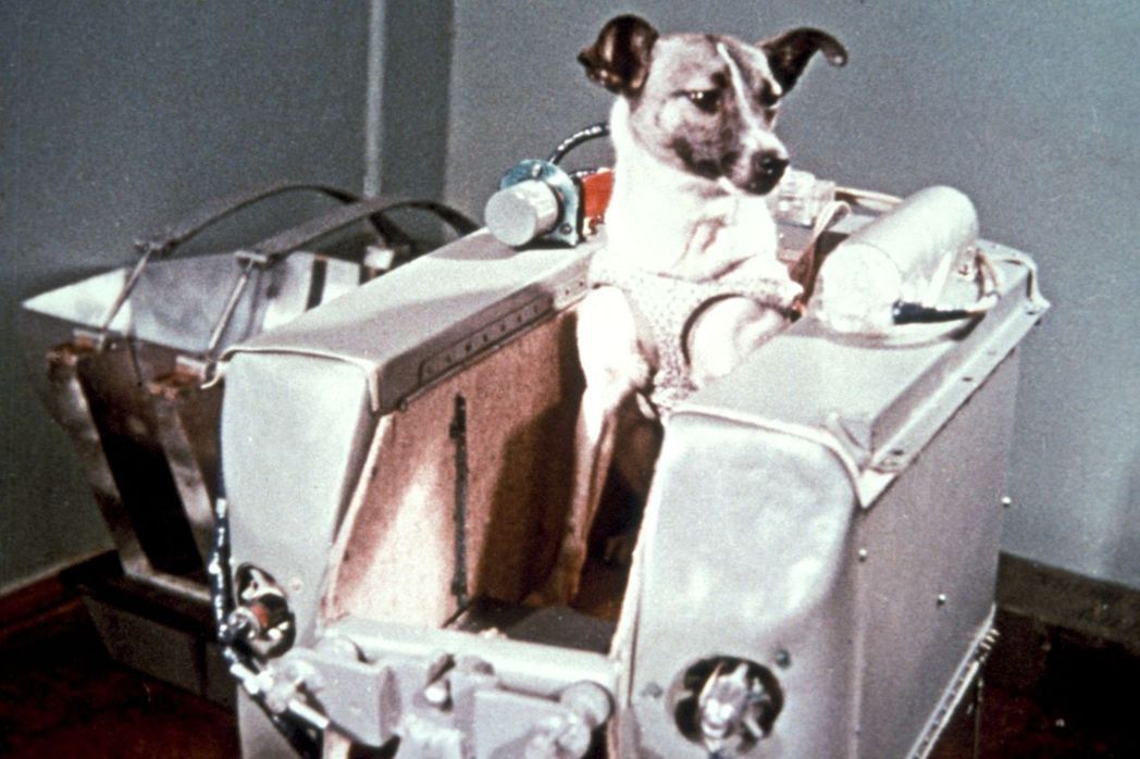 圖中的太空犬——「萊卡」（Laika），原本是一隻流連於莫斯科街頭的流浪犬。但在...