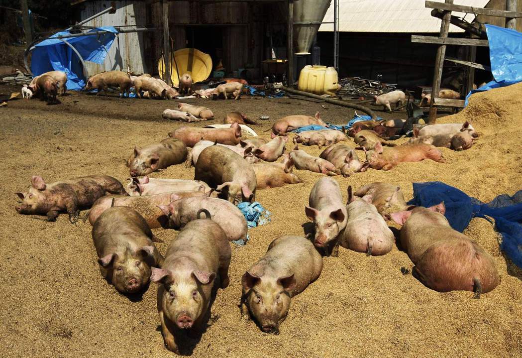2011年東日本大地震後，福島縣南相馬市損毀的養豬場。 圖／美聯社