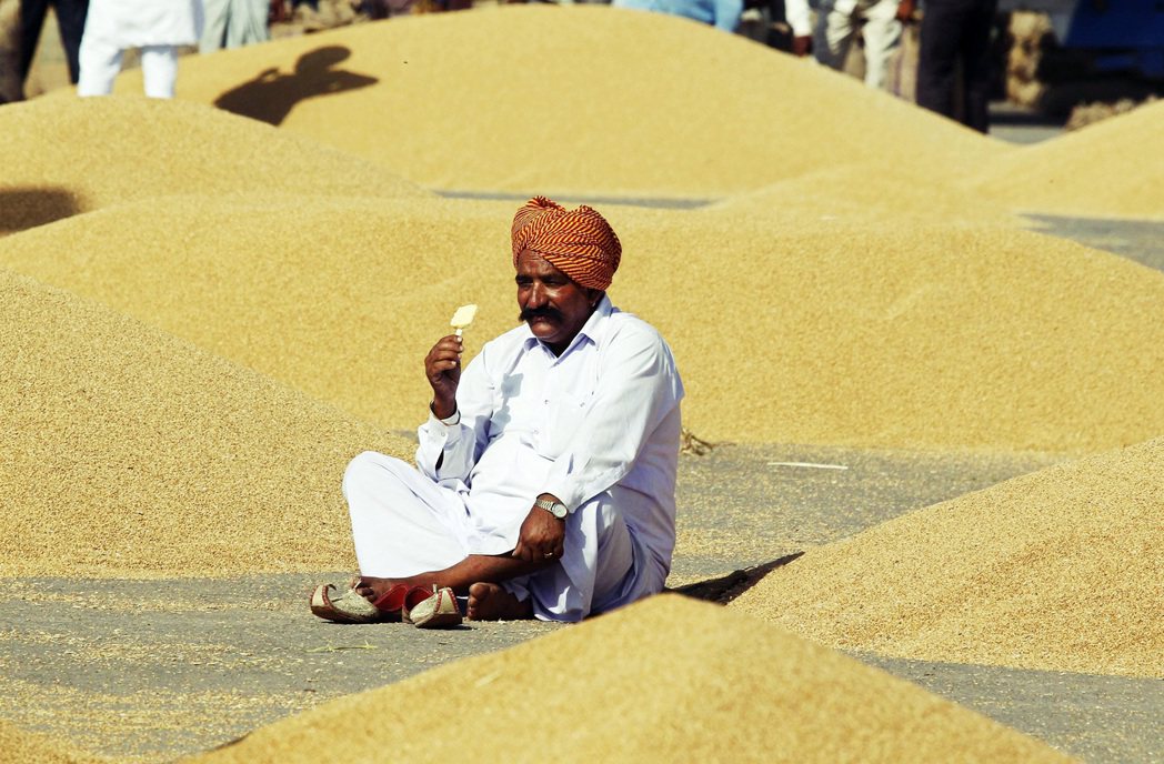 一名坐在成堆小麥旁的印度男子。 圖／路透社  