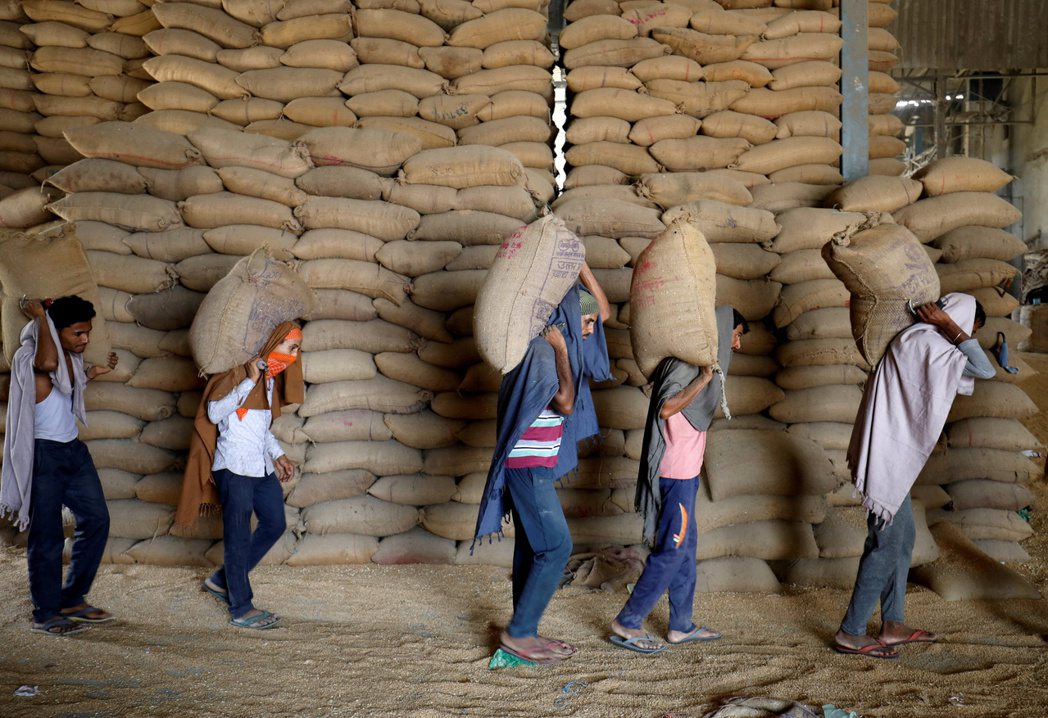 印度工人在艾哈邁達巴德郊區的一家穀物廠內搬運小麥。 圖／路透社  
