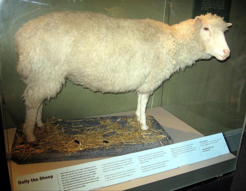 1996年7月5日經複製科技誕生、2003年往生的桃莉羊標本。 圖／維基共享