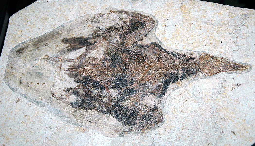 現已滅絕的孔子鳥化石，和現代鳥類同樣擁有特殊的「髓質骨」結構。 圖／維基共享