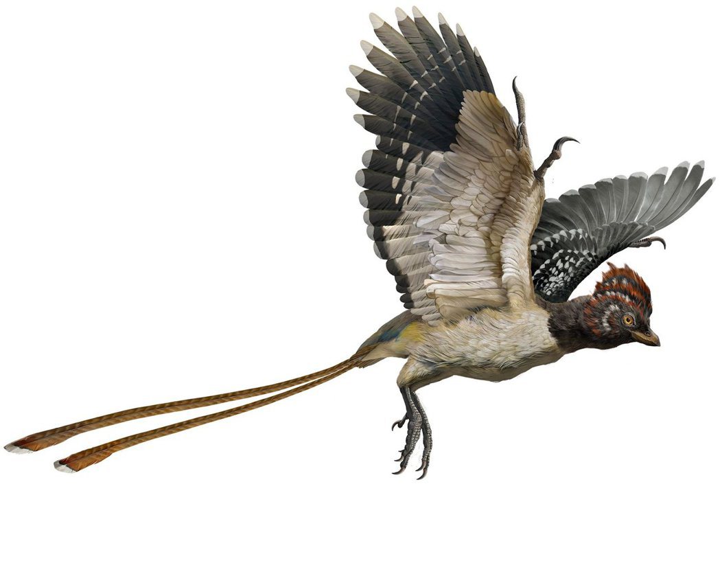 孔子鳥模擬圖，科學家推測雄鳥長有旗桿般的長尾羽，就跟現代鳥類一樣，雄性長有荒謬的...